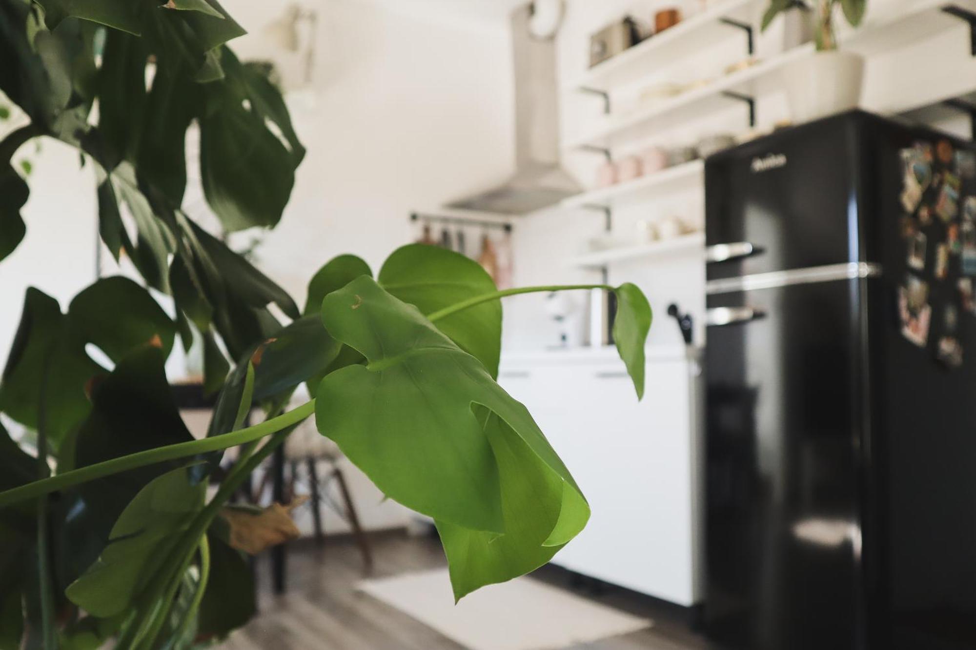 Urban Jungle Apartment - Free Parking Ljubljana Eksteriør billede